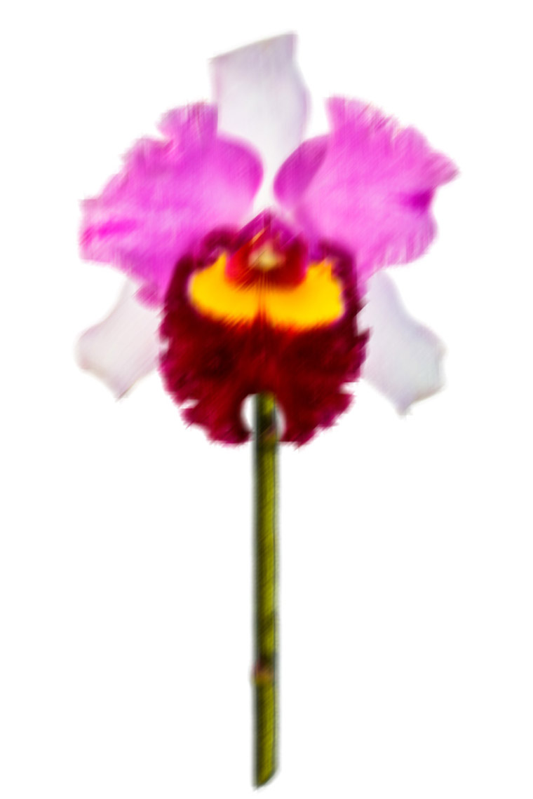 Félix Ossa - Pixeles Desplazados - Imagen de una orquídea