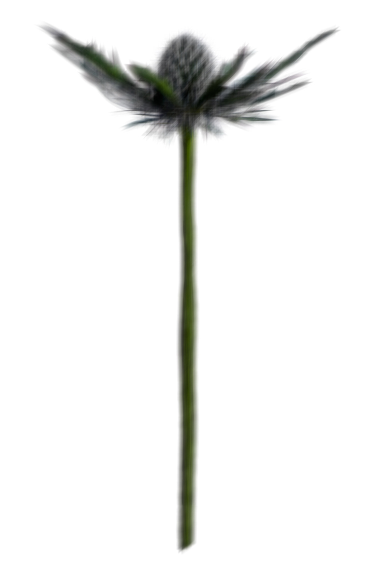 Félix Ossa - Pixeles Desplazados - Imagen de una flor de cardo