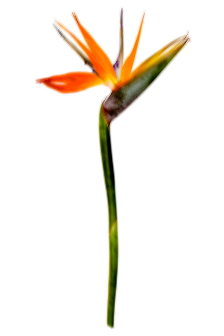 Félix Ossa - Pixeles Desplazados - Imagen de una flor del ave de paraíso